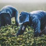 Farmworker Visas: A Successful Model of U.S. Immigration Policy